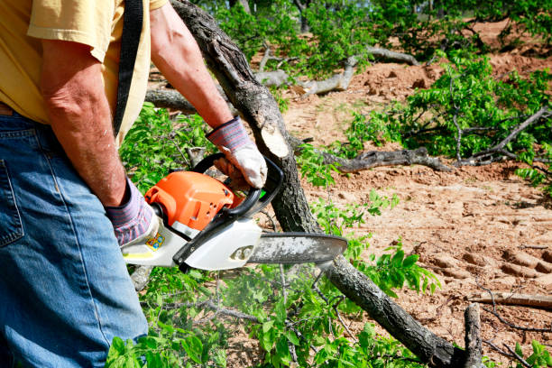 Professional Tree Services in Versailles, MO